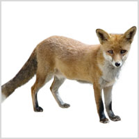 What is the scientific name for a fox?